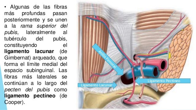 ligamento de gimbernat